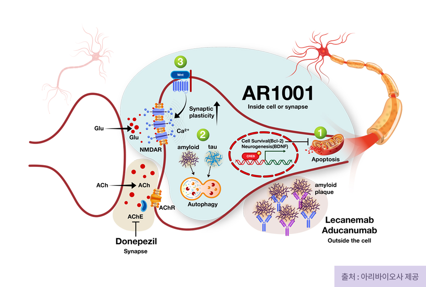 AR1001의 작용기전